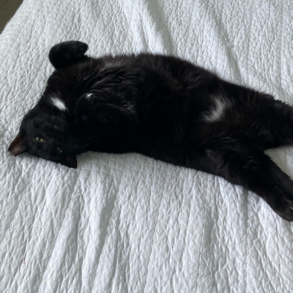 Meet your Posher, Lepetit - Picture 5 of 14